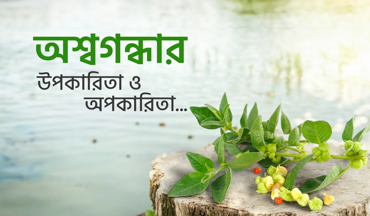 অশ্বগন্ধার উপকারিতা ও অপকারিতা