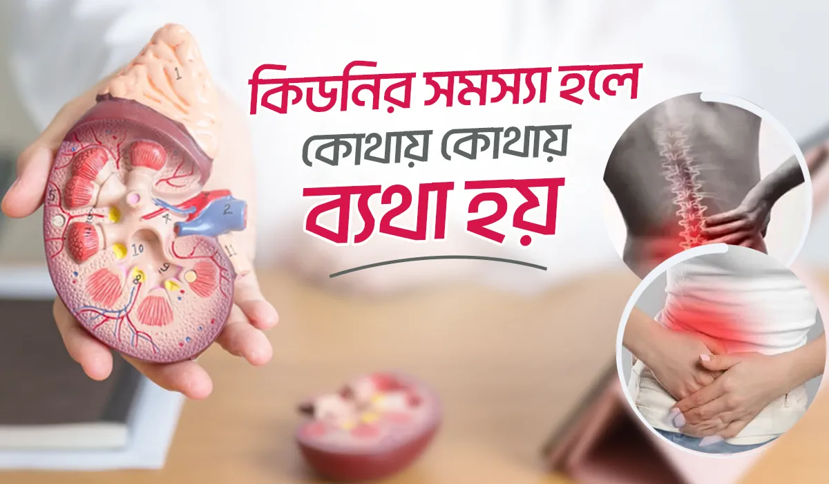 কিডনি সমস্যার লক্ষণ এবং কিডনি সমস্যা হলে কোথায় কোথায় ব্যাথা করে?